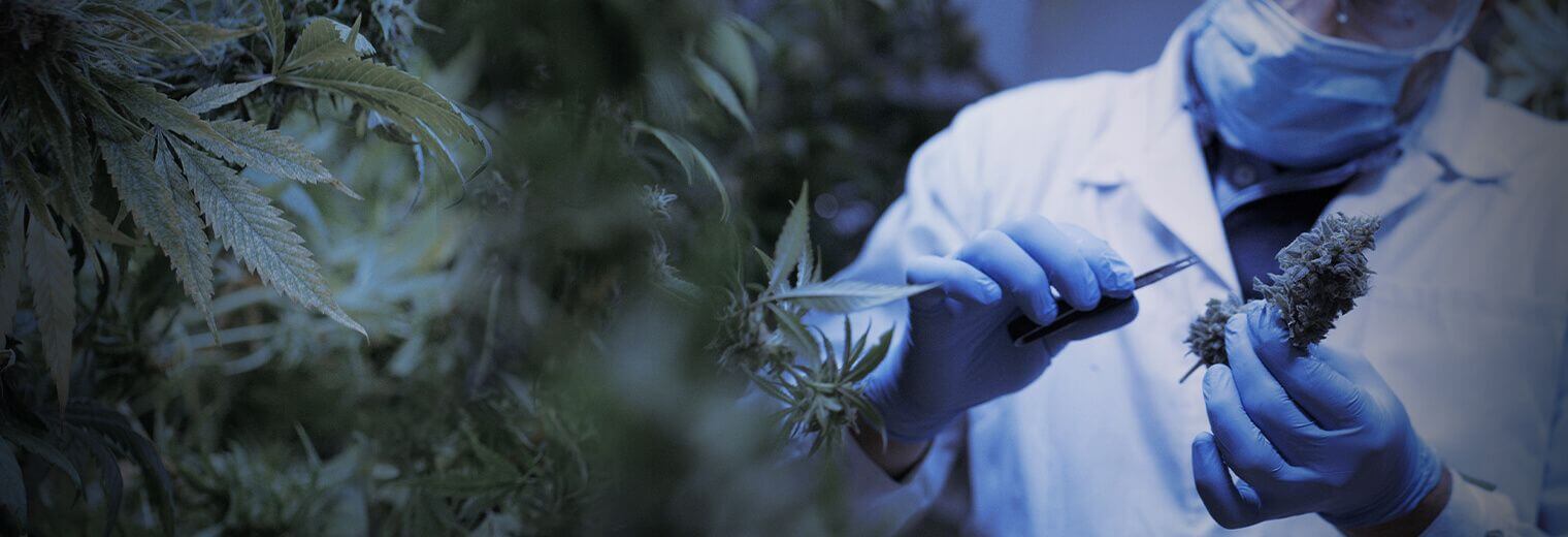 Assurance industrie cannabis